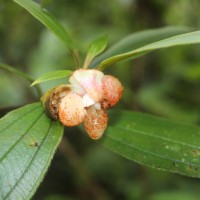 Melastoma sp.